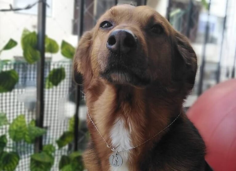 Mascota para la felicidad