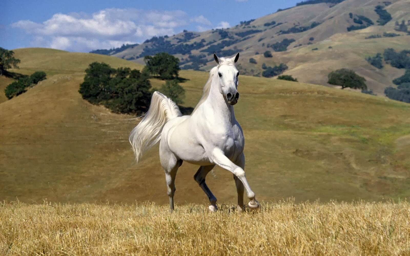 El sudor del caballo blanco
