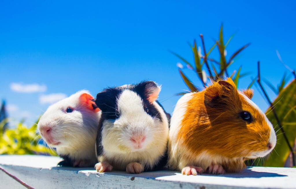 ¿Pensando en la mascota ideal? Te contamos todo sobre los Guinea Pigs (Cobayos)
